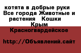 котята в добрые руки - Все города Животные и растения » Кошки   . Крым,Красногвардейское